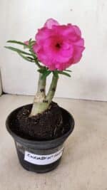 ENXERTO 12278 – 20cm (cor LM 04) - Imagem 6