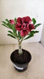 ENXERTO 12279 – 20cm (cor LM 990)