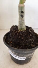 ENXERTO 12279 – 20cm (cor LM 990) - Imagem 7