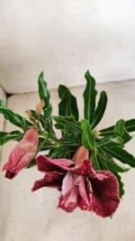 ENXERTO 12279 – 20cm (cor LM 990) - Imagem 6