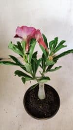 ENXERTO 12279 – 20cm (cor LM 990) - Imagem 5