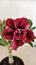 ENXERTO 12279 – 20cm (cor LM 990) - Imagem 3