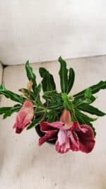 ENXERTO 12279 – 20cm (cor LM 990) - Imagem 4