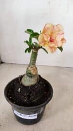 ENXERTO 12280 – 20cm (cor LM 1013) - Imagem 2