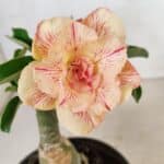 ENXERTO 12280 – 20cm (cor LM 1013)