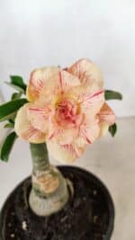 ENXERTO 12280 – 20cm (cor LM 1013)