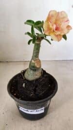 ENXERTO 12280 – 20cm (cor LM 1013) - Imagem 7