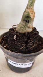 ENXERTO 12280 – 20cm (cor LM 1013) - Imagem 6