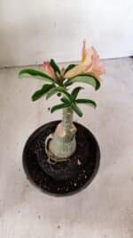 ENXERTO 12280 – 20cm (cor LM 1013) - Imagem 5