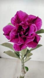 ENXERTO 12283 – 20cm (cor LM 986)