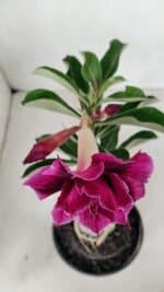 ENXERTO 12283 – 20cm (cor LM 986) - Imagem 4