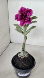 ENXERTO 12283 – 20cm (cor LM 986) - Imagem 10