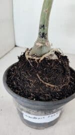 ENXERTO 12283 – 20cm (cor LM 986) - Imagem 9