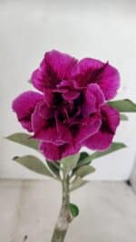 ENXERTO 12283 – 20cm (cor LM 986) - Imagem 6