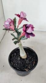 ENXERTO 12284 – 20cm (cor LM 992) - Imagem 7