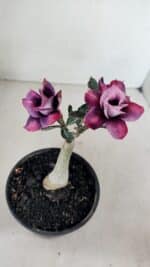 ENXERTO 12284 – 20cm (cor LM 992) - Imagem 6