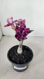 ENXERTO 12284 – 20cm (cor LM 992) - Imagem 5