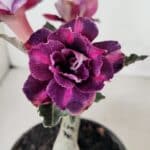 ENXERTO 12284 – 20cm (cor LM 992)