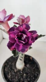 ENXERTO 12284 – 20cm (cor LM 992)