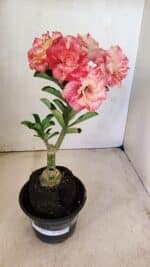 ENXERTO 12285 – 25cm (cor LM 582) - Imagem 2