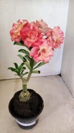 ENXERTO 12285 – 25cm (cor LM 582) - Imagem 9