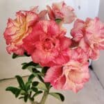 ENXERTO 12285 – 25cm (cor LM 582)