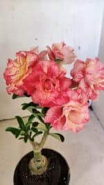 ENXERTO 12285 – 25cm (cor LM 582)