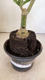 ENXERTO 12285 – 25cm (cor LM 582) - Imagem 8