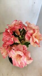 ENXERTO 12285 – 25cm (cor LM 582) - Imagem 7