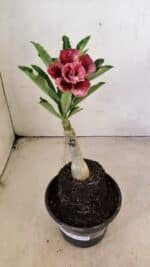 ENXERTO 12286 – 20cm (cor LM 990) - Imagem 2