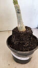 ENXERTO 12286 – 20cm (cor LM 990) - Imagem 5