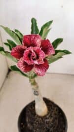 ENXERTO 12286 – 20cm (cor LM 990)