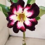 ENXERTO 12287 – 22cm (cor LM 1003)