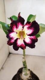 ENXERTO 12287 – 22cm (cor LM 1003)