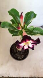 ENXERTO 12287 – 22cm (cor LM 1003) - Imagem 4