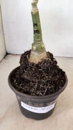 ENXERTO 12287 – 22cm (cor LM 1003) - Imagem 7