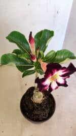 ENXERTO 12287 – 22cm (cor LM 1003) - Imagem 6