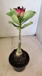 ENXERTO 12287 – 22cm (cor LM 1003) - Imagem 5