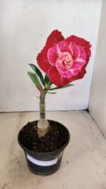 ENXERTO 12288 – 22cm (cor LM 913) - Imagem 2