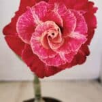 ENXERTO 12288 – 22cm (cor LM 913)