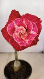 ENXERTO 12288 – 22cm (cor LM 913)