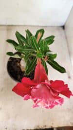 ENXERTO 12288 – 22cm (cor LM 913) - Imagem 4