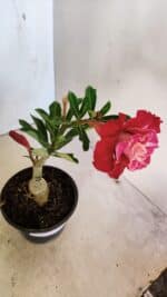 ENXERTO 12288 – 22cm (cor LM 913) - Imagem 9