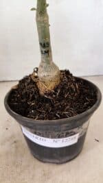 ENXERTO 12288 – 22cm (cor LM 913) - Imagem 8