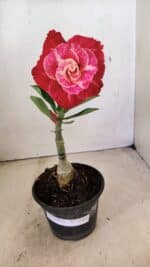 ENXERTO 12288 – 22cm (cor LM 913) - Imagem 7