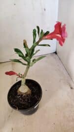 ENXERTO 12288 – 22cm (cor LM 913) - Imagem 6