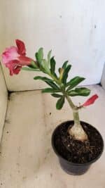 ENXERTO 12288 – 22cm (cor LM 913) - Imagem 5