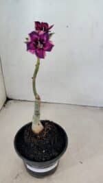 ENXERTO 12289 – 22cm (cor LM 989) - Imagem 2