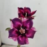 ENXERTO 12289 – 22cm (cor LM 989)