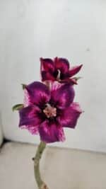 ENXERTO 12289 – 22cm (cor LM 989)